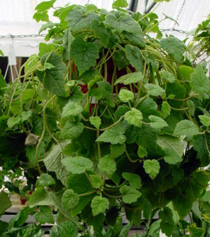 Piggyback Plant – Tolmiea menziesii