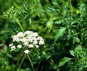 Anise – Pimpinella anisum