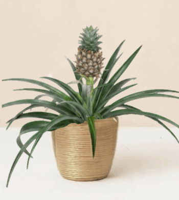 Pineapple Plant