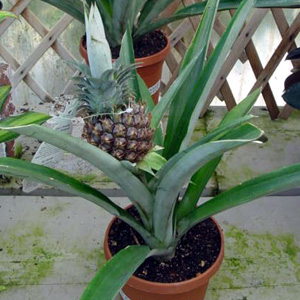 Pineapple – Ananas comosus