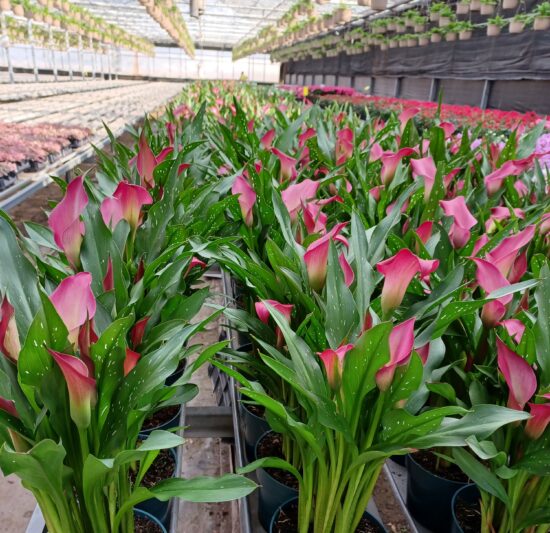 Calla Lily Plant (two color options)