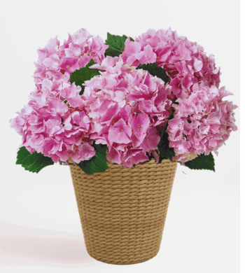 Pink Hydrangea Plant