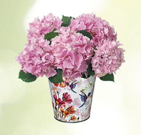 Pink Hydrangea Plant