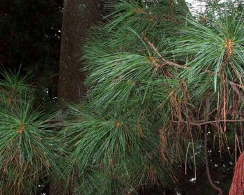 White Pine – Pinus (strobus, resinosa and sylvestris)