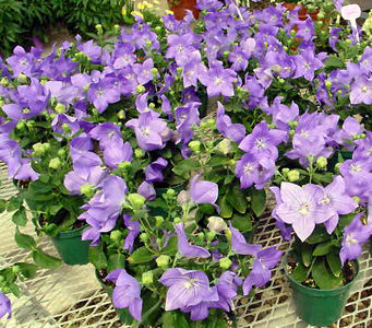 Balloon Flower – Platycodon grandiflora