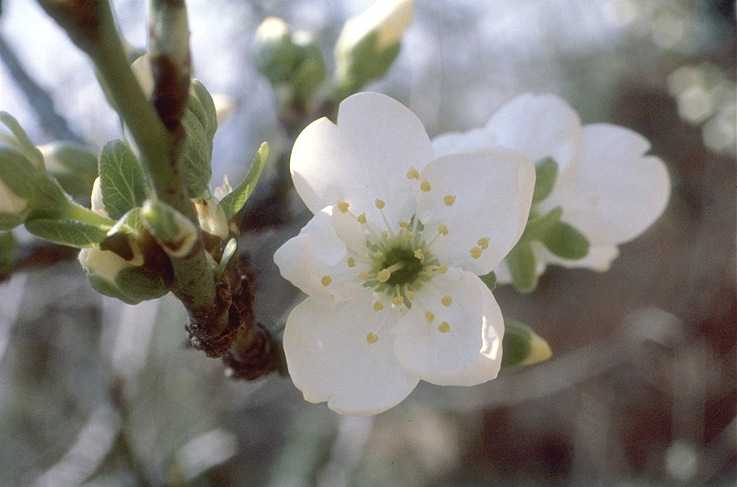 Plum – Prunus X  domestica or P. salicina