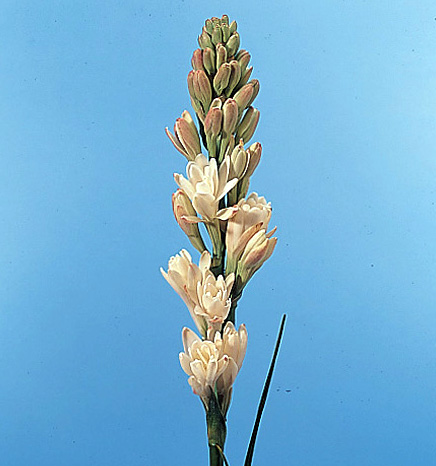 Tuberose – Polianthes tuberosa