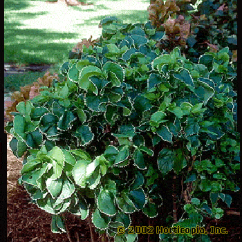 Balfour Aralia and Ming Aralia – Polyscias scutellaria ‘Balfourii’ and P. fruticosa