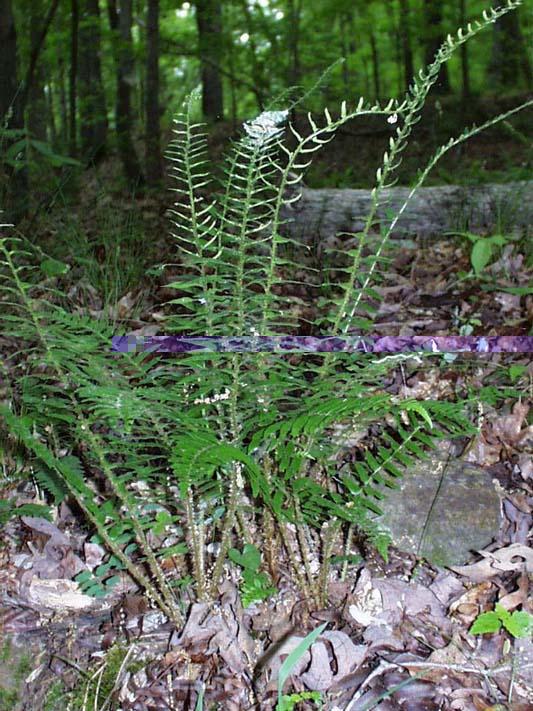 Christmas Fern – Polystichum acrostichoides