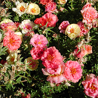 Moss Rose – Portulaca grandiflora or P. spp.