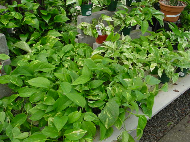 Pothos – Epipremnum aureum