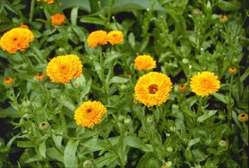 Pot Marigold – Calendula officinalis