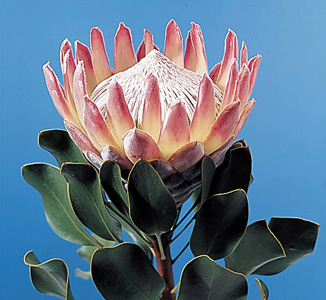 King Protea – Protea cynaroides