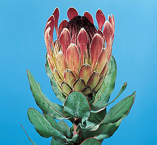 Broad-leaved Sugarbush – Protea eximia (P. latifolia)