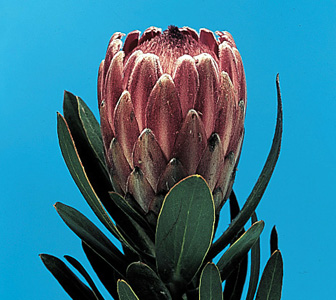 Pink Ice – Protea susannae