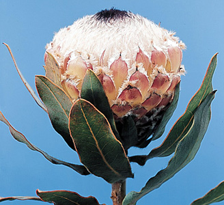 Queen Protea – Protea magnifica