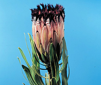 Pink Mink – Protea neriifolia