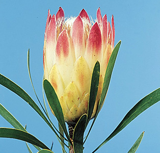 Sugarbush Protea – Protea repens