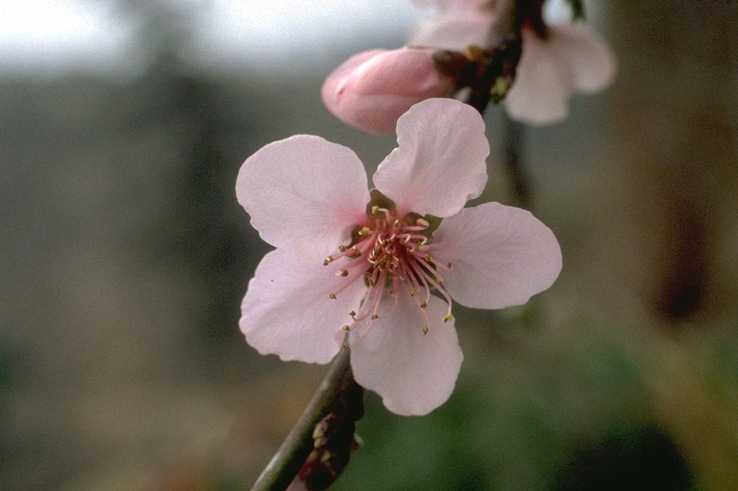 Peach – Prunus persica