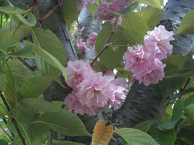 Cherry – Prunus serrulata