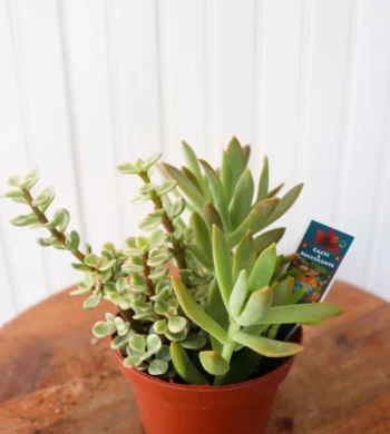 Succulent Garden