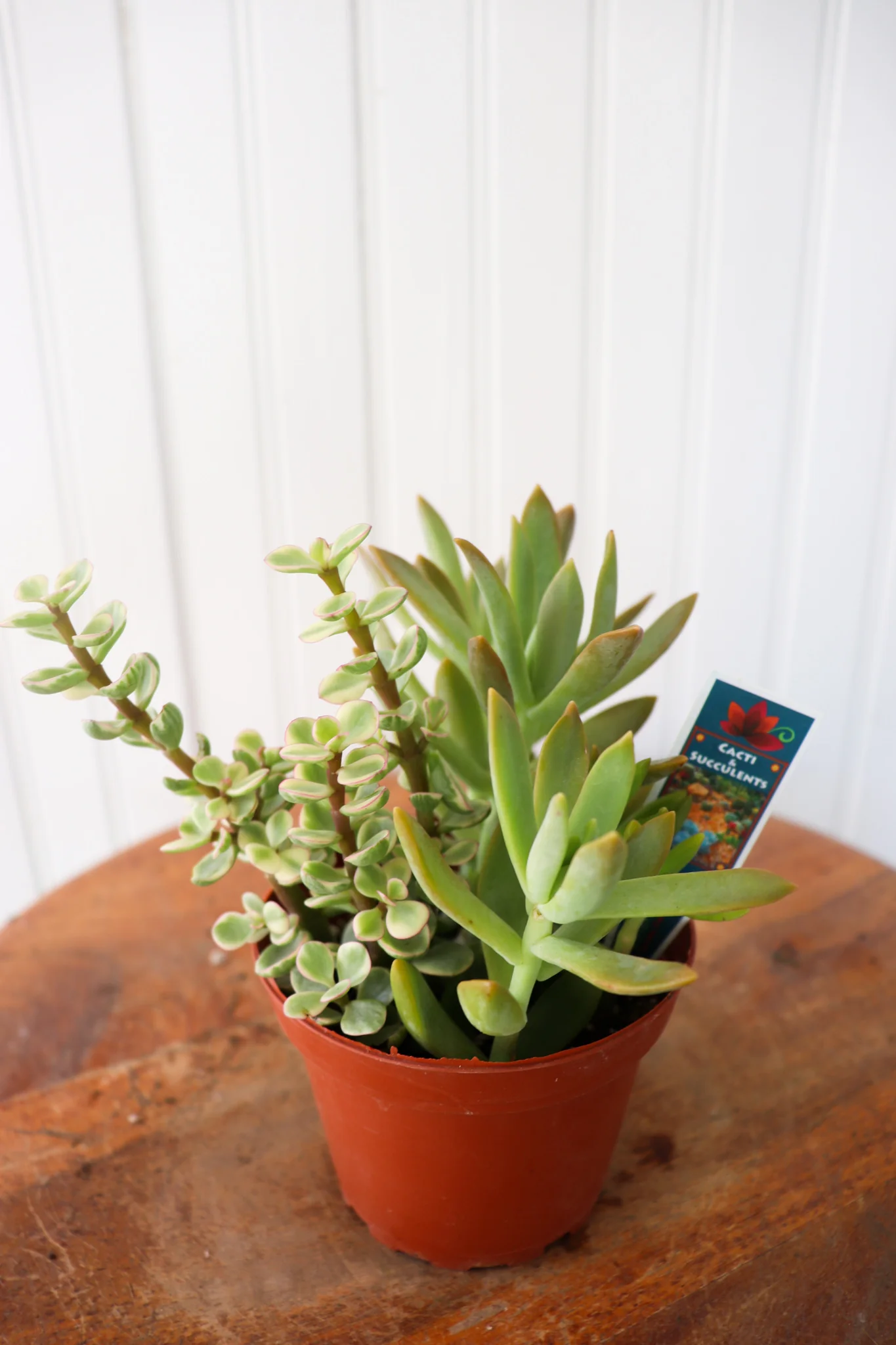 Succulent Garden