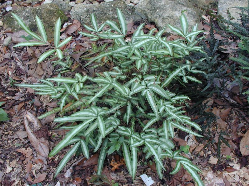 Brake Fern – Pteris spp.