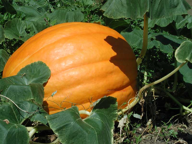 Pumpkin – Cucurbita maxima (C. pepo)