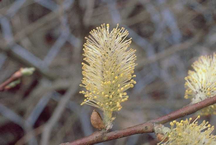 Pussy willow – Salix caprea