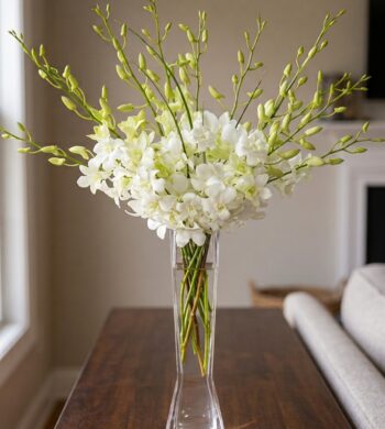 Boutique Dendrobiums