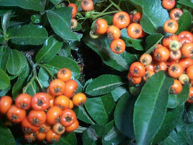 Firethorn – Pyracantha spp.