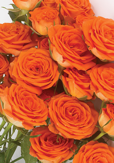 Orange Babe Spray Roses 