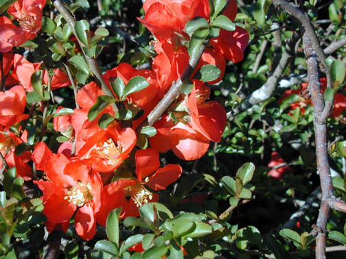 Quince – Chaenomeles japonica and C. speciosa