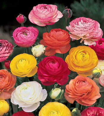 Ranunculus