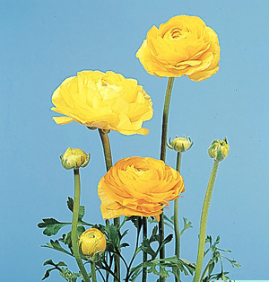 Persian Buttercup – Ranunculus asiaticus