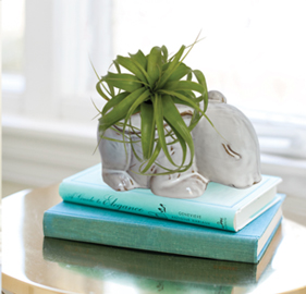 Rare & Radiant Airplant