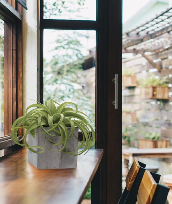 A large green air plant in a concrete planter. 