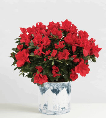 Red Azalea Cachepot