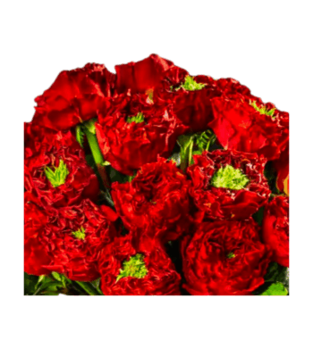 Red Eyed Monster Roses