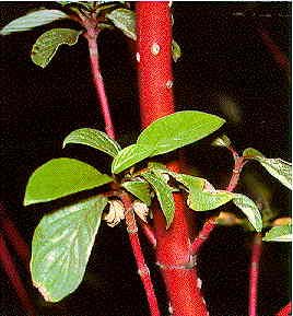 Red Osier Dogwood – Cornus stolonifera