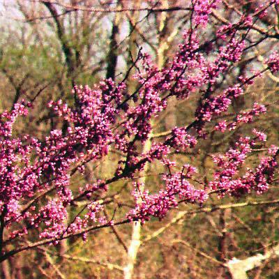 Redbud – Cercis canadensis