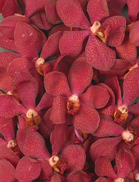 Red Mokara Orchids