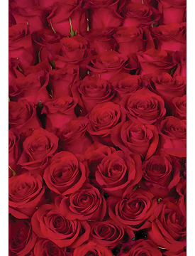 Freedom Red Roses