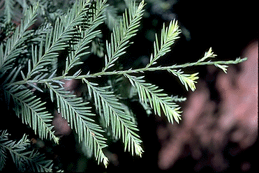 Redwood – Sequoia sempervirens