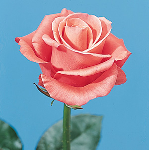 Image of Rose (Rosa spp.)