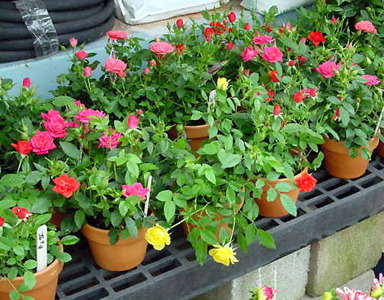 Potted Rose – Rosa spp. and hybrids