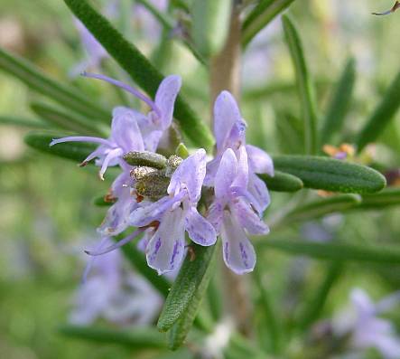 Rosemary - Rosmarinus officinalis - Calyx Flowers, Inc