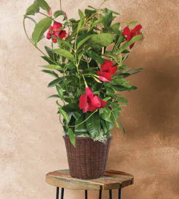Mandevilla Trellis