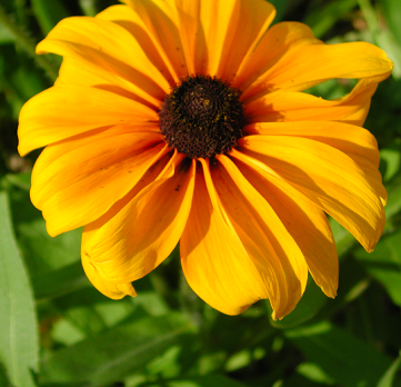 Cone flower – Rudbeckia hirta