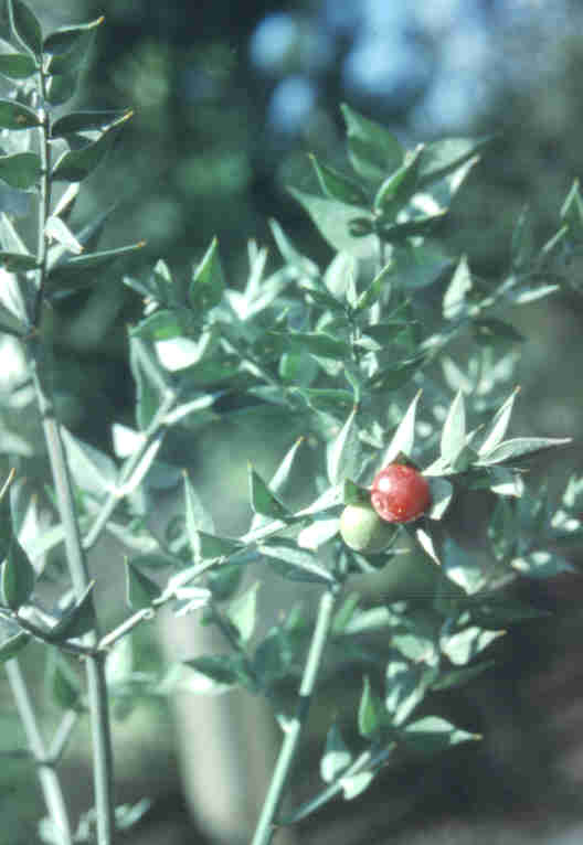 Italian Ruscus – Ruscus aculeatus